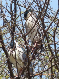 Black-crowned Night Herons from part of a Colony in Lincoln Park.